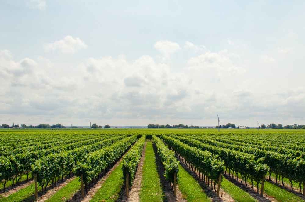 grapes vineyard wine sky